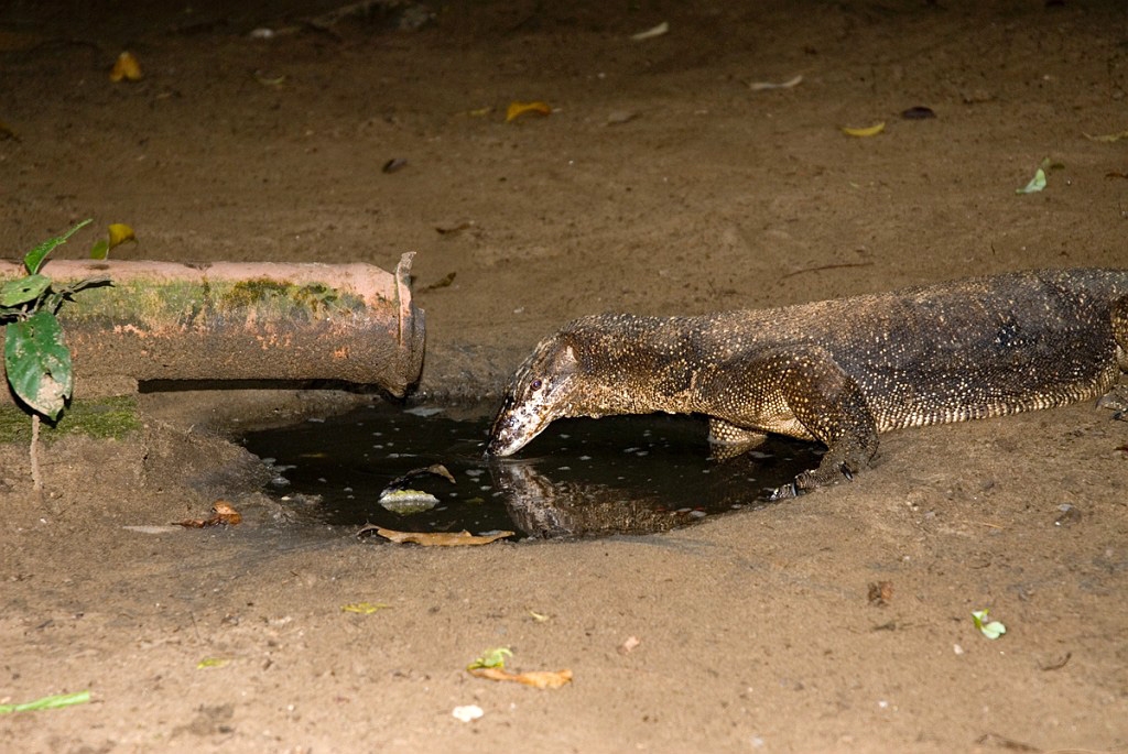 Varan St Pauls Palawan_PHI3935.jpg - Water Monitor (Varanus salvator), St. Paul Subterranean National Park The Philippines 2008